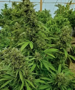 Chemdawg Feminized Esrar Tohumu (Humboldt Seed Organization)