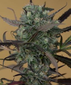 Chemdawg Feminized Esrar Tohumu (Humboldt Seed Organization)