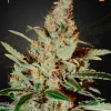 Chemdog Feminized Esrar Tohumu (Green House Seed Co.)