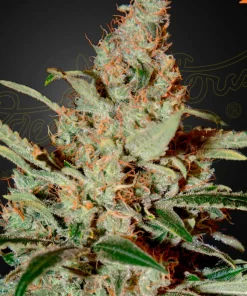 Chemdog Feminized Esrar Tohumu (Green House Seed Co.)