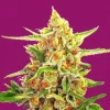 Cherry Bomb Feminized Esrar Tohumu (Bomb Seeds)