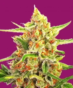 Cherry Bomb Feminized Esrar Tohumu (Bomb Seeds)
