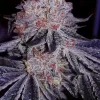 Cherry Gar-see-ya R1 Feminized Esrar Tohumu (ETHOS Genetics)
