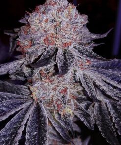 Cherry Gar-see-ya R1 Feminized Esrar Tohumu (ETHOS Genetics)
