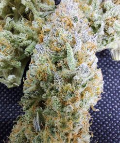 Cherry Gar-see-ya R1 Feminized Esrar Tohumu (ETHOS Genetics)