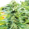 Cherry OG Feminized Esrar Tohumu (Emerald Triangle Seeds)