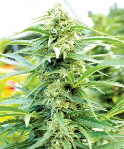 Cherry OG Feminized Esrar Tohumu (Emerald Triangle Seeds)