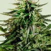 Cherry Pie Feminized Esrar Tohumu (Royal Queen Seeds)