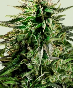 Cherry Pie Feminized Esrar Tohumu (Royal Queen Seeds)