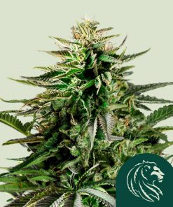 Cherry Pie Feminized Esrar Tohumu (Royal Queen Seeds)