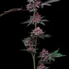 Cherry Poppers Feminized Esrar Tohumu (Barney's Farm)