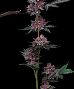 Cherry Poppers Feminized Esrar Tohumu (Barney's Farm)