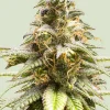 Chocolate Haze Feminized Esrar Tohumu (Royal Queen Seeds)