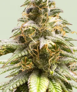 Chocolate Haze Feminized Esrar Tohumu (Royal Queen Seeds)