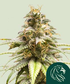 Chocolate Haze Feminized Esrar Tohumu (Royal Queen Seeds)