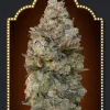 Chocolate Skunk Feminized Esrar Tohumu (00seeds)