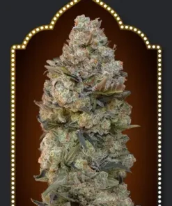 Chocolate Skunk Feminized Esrar Tohumu (00seeds)