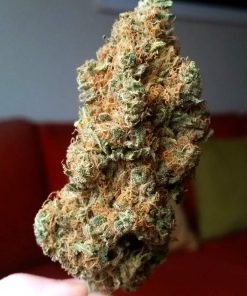Chocolate Skunk Feminized Esrar Tohumu (00seeds)