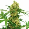 Chocolope Feminized Esrar Tohumu (ILGM)