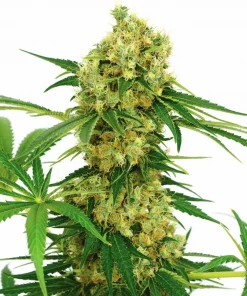 Chocolope Feminized Esrar Tohumu (ILGM)