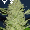 Chronic Feminized Esrar Tohumu (Serious Seeds)