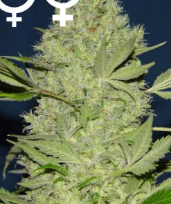 Chronic Feminized Esrar Tohumu (Serious Seeds)