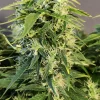 Chronic Ryder BX Auto Fem Esrar Tohumu (Doctor's Choice)