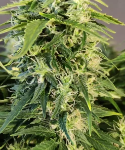 Chronic Ryder BX Auto Fem Esrar Tohumu (Doctor's Choice)