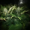 Cinderella 99 Feminized Esrar Tohumu (Canuk Seeds)