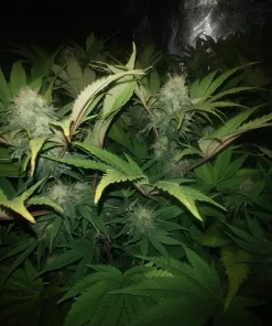 Cinderella 99 Feminized Esrar Tohumu (Canuk Seeds)