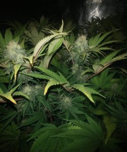 Cinderella 99 Feminized Esrar Tohumu (Canuk Seeds)