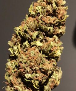 Cinderella 99 Feminized Esrar Tohumu (Canuk Seeds)