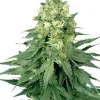 Cinderella 99 Feminized Esrar Tohumu (Growers Choice Seeds)