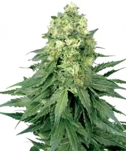 Cinderella 99 Feminized Esrar Tohumu (Growers Choice Seeds)