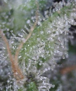 Cinderella 99 Feminized Esrar Tohumu (Growers Choice Seeds)