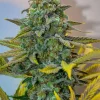 Cinderella 99 Regular Esrar Tohumu (Brothers Grimm Seeds)