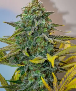 Cinderella 99 Regular Esrar Tohumu (Brothers Grimm Seeds)