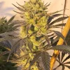 Citradelic Sunset Feminized Esrar Tohumu (ETHOS Genetics)