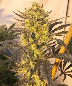 Citradelic Sunset Feminized Esrar Tohumu (ETHOS Genetics)