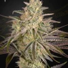 Cloud Walker Feminized Esrar Tohumu (Green House Seed Co.)