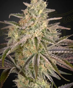 Cloud Walker Feminized Esrar Tohumu (Green House Seed Co.)