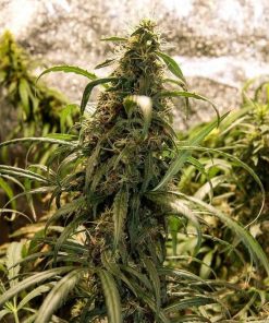 Cloud Walker Feminized Esrar Tohumu (Green House Seed Co.)