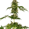 Cobalt Haze Feminized Esrar Tohumu (Sensi Seeds)