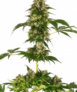 Cobalt Haze Feminized Esrar Tohumu (Sensi Seeds)