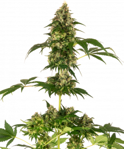 Cobalt Haze Feminized Esrar Tohumu (Sensi Seeds)
