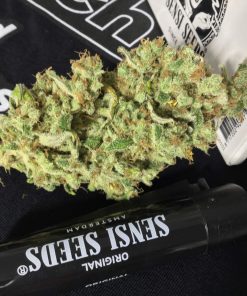 Cobalt Haze Feminized Esrar Tohumu (Sensi Seeds)