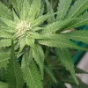 Colin OG RBX Feminized Esrar Tohumu (ETHOS Genetics)