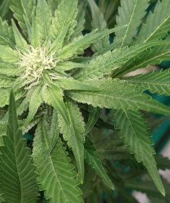 Colin OG RBX Feminized Esrar Tohumu (ETHOS Genetics)