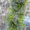 Colombian Gold Regular Esrar Tohumu (World of Seeds)