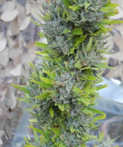 Colombian Gold Regular Esrar Tohumu (World of Seeds)